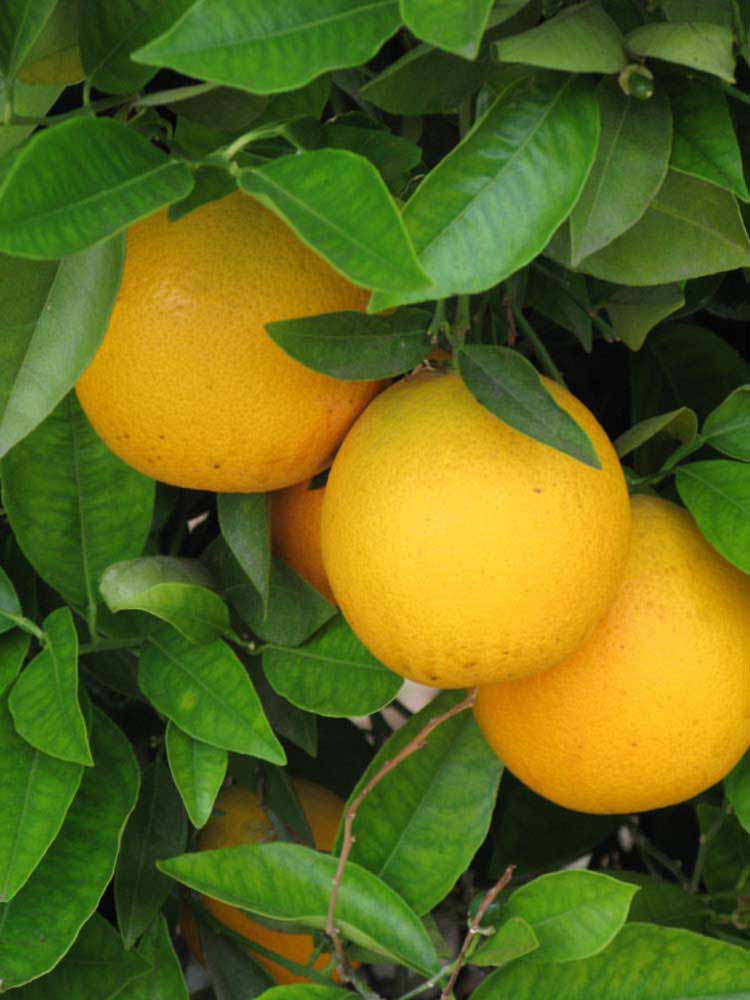            Fruit (Riverside, CA)   